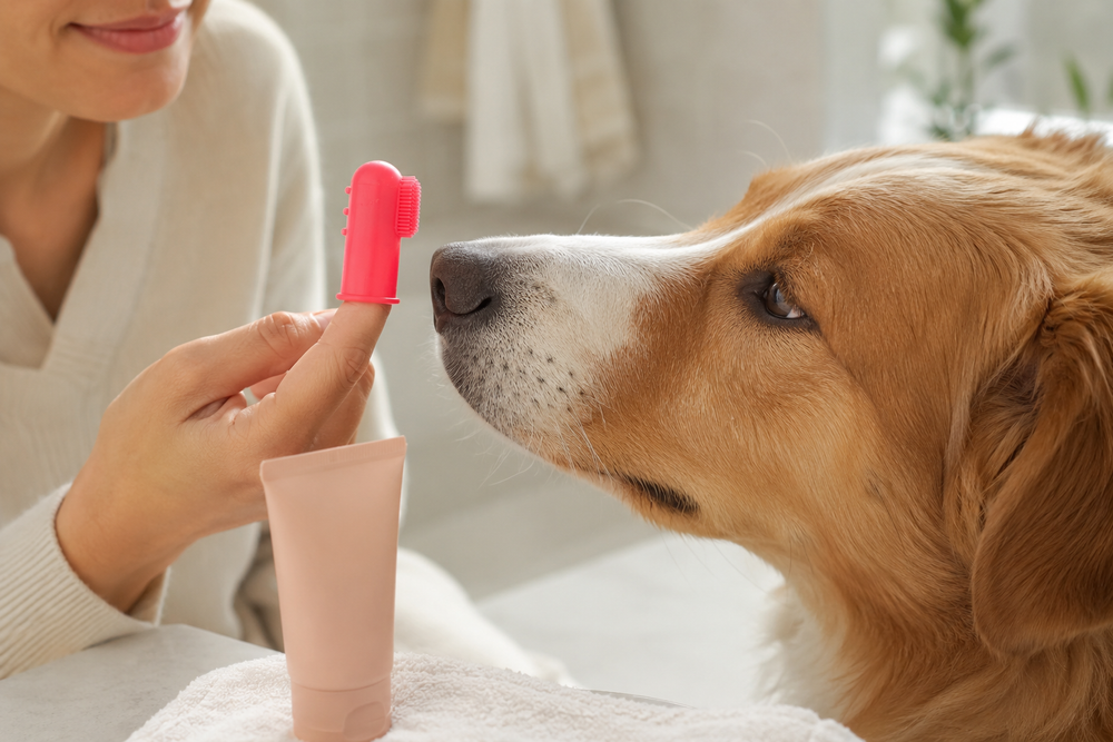 Pet Toothbrushing: A Low-Pressure Way to Start