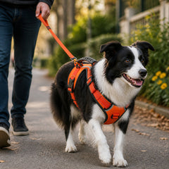 CloudFit Reflective Comfort Harness supporting an easier everyday routine