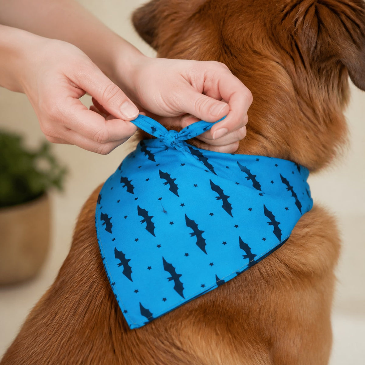 How to use the SoftFold Pet Bandana Bib