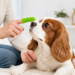 SoftTouch Pet Finger Toothbrush supporting an easier everyday routine