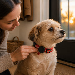 TrackSafe Reflective AirTag Pet Collar ready for daily use at home