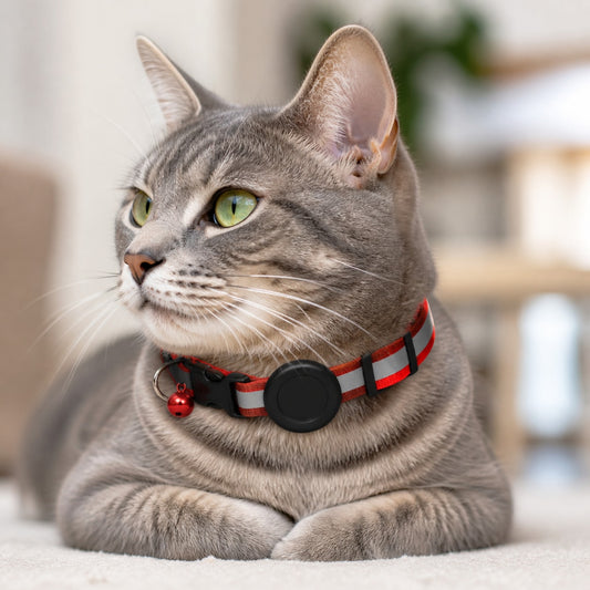 TrackSafe Reflective AirTag Pet Collar shown in an everyday pet routine